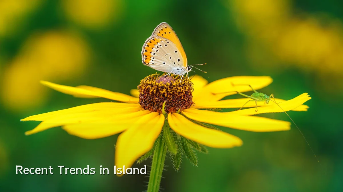 Recent Trends in Island